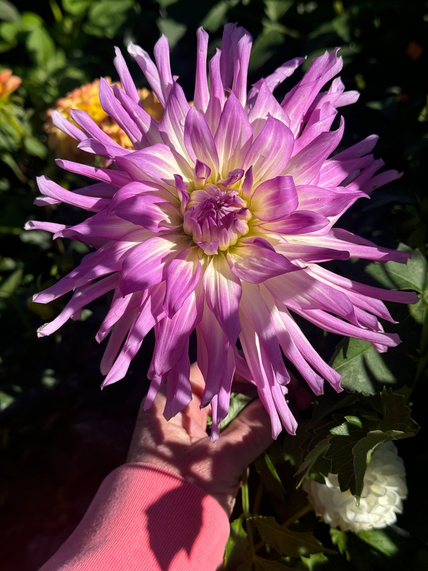 Mingus Randy (Pot Tubers)