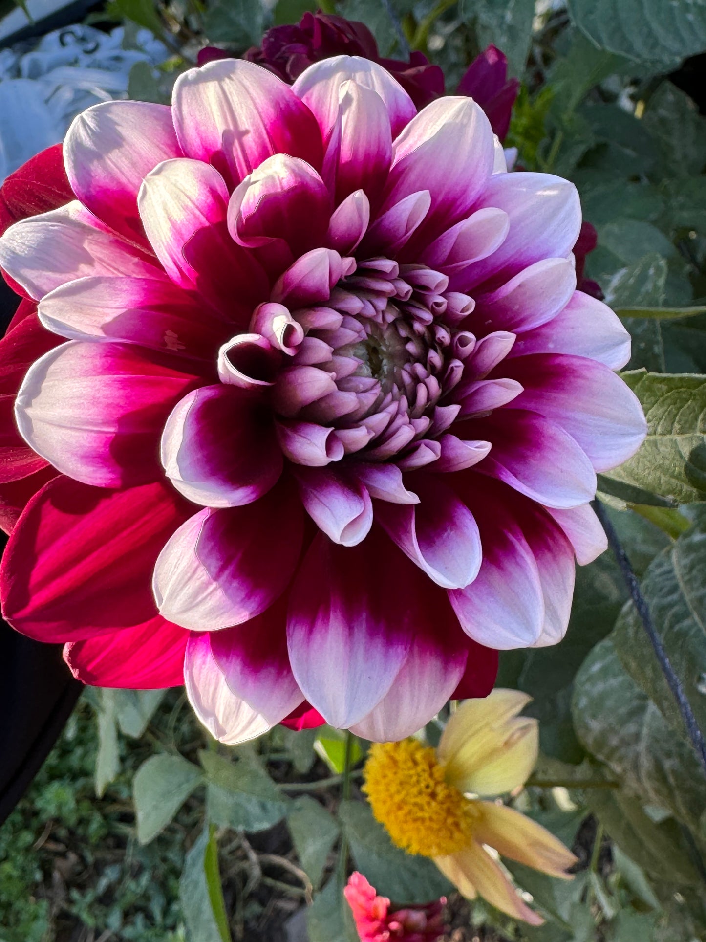 Patches (Pot Tubers)