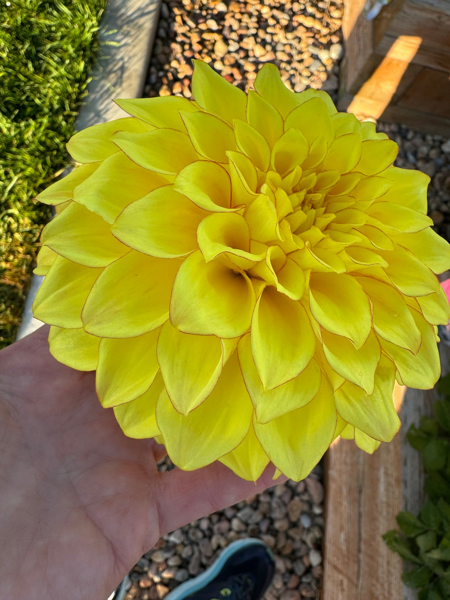 Bloomquist Globe- (pot Tuber clump)