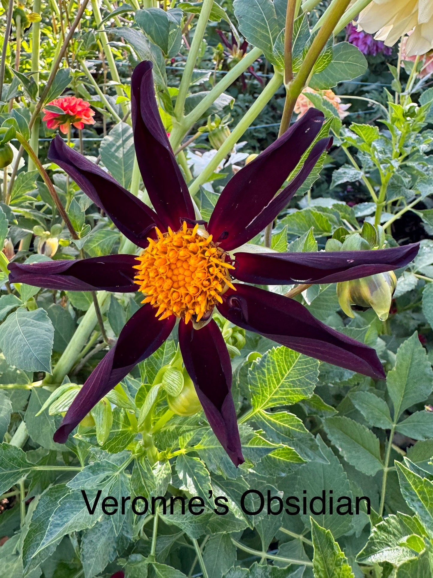 Veronne's Obsidian (Pot Tubers)