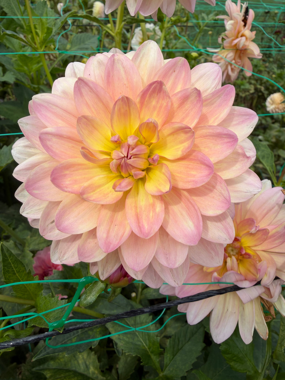 Chimacum Cathleen