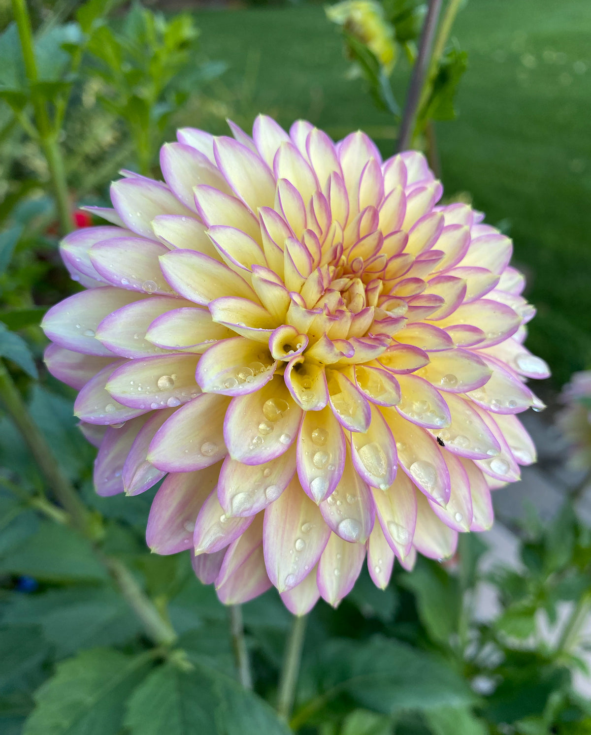 Bloomquist Blush