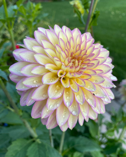 Bloomquist Blush