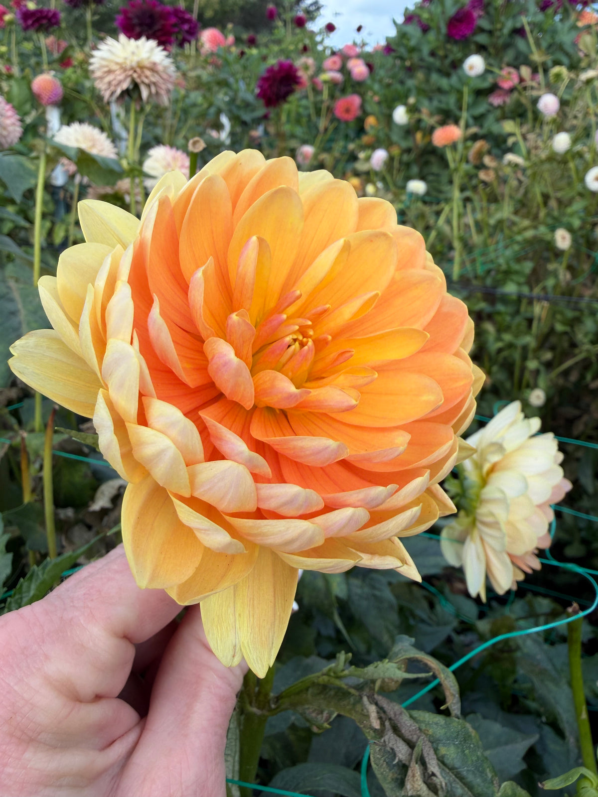Sandia Susan