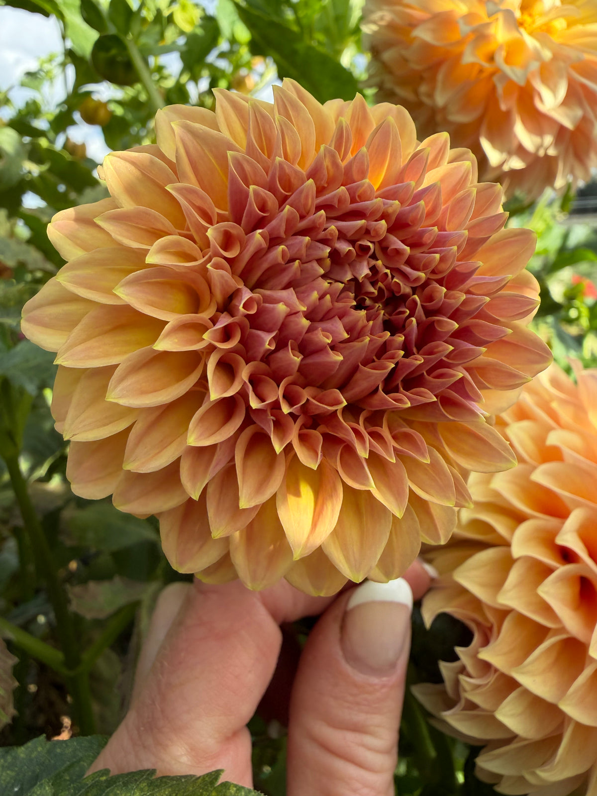 Lees Golden Raspberry