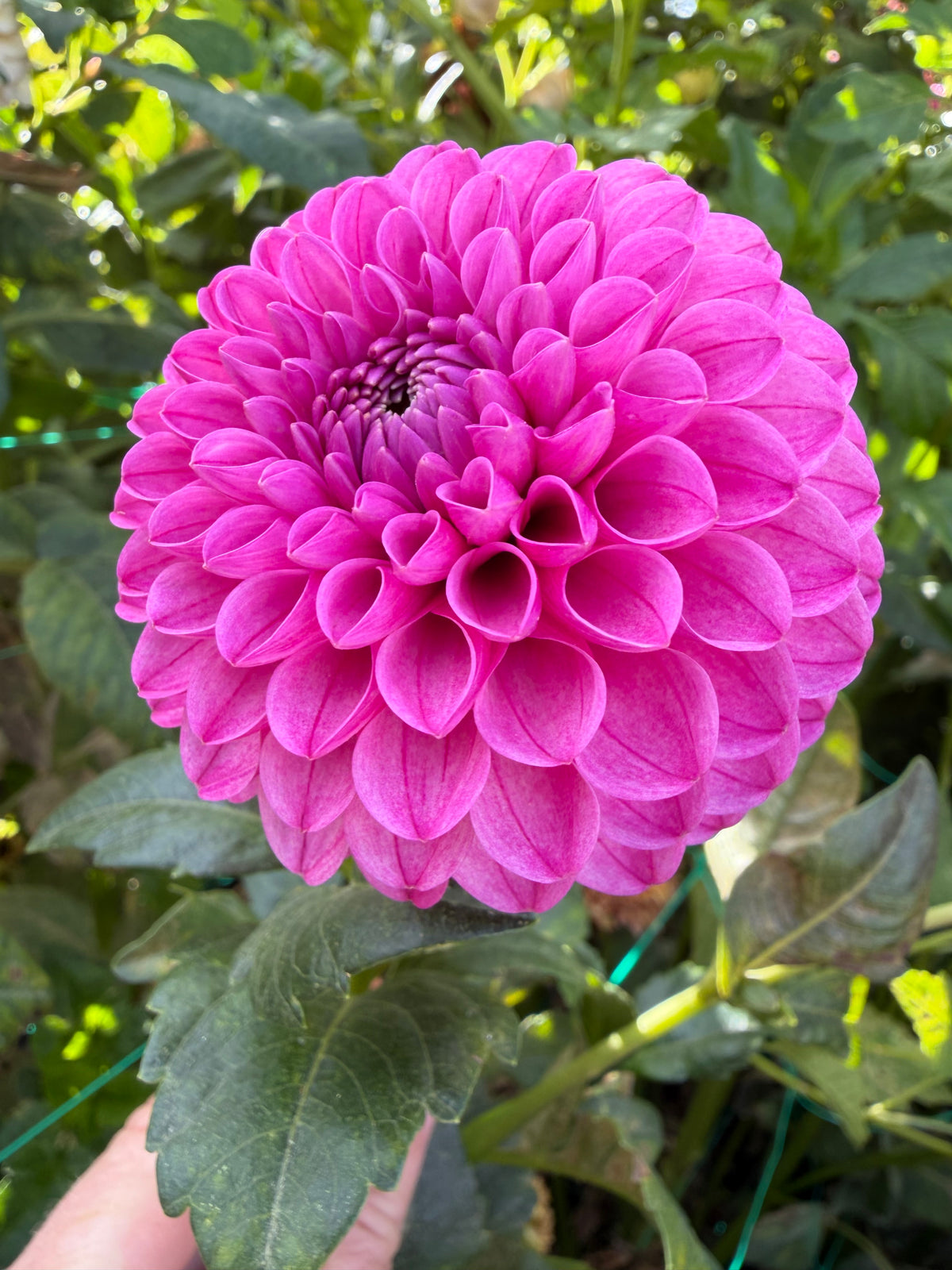 Mary’s Jomanda