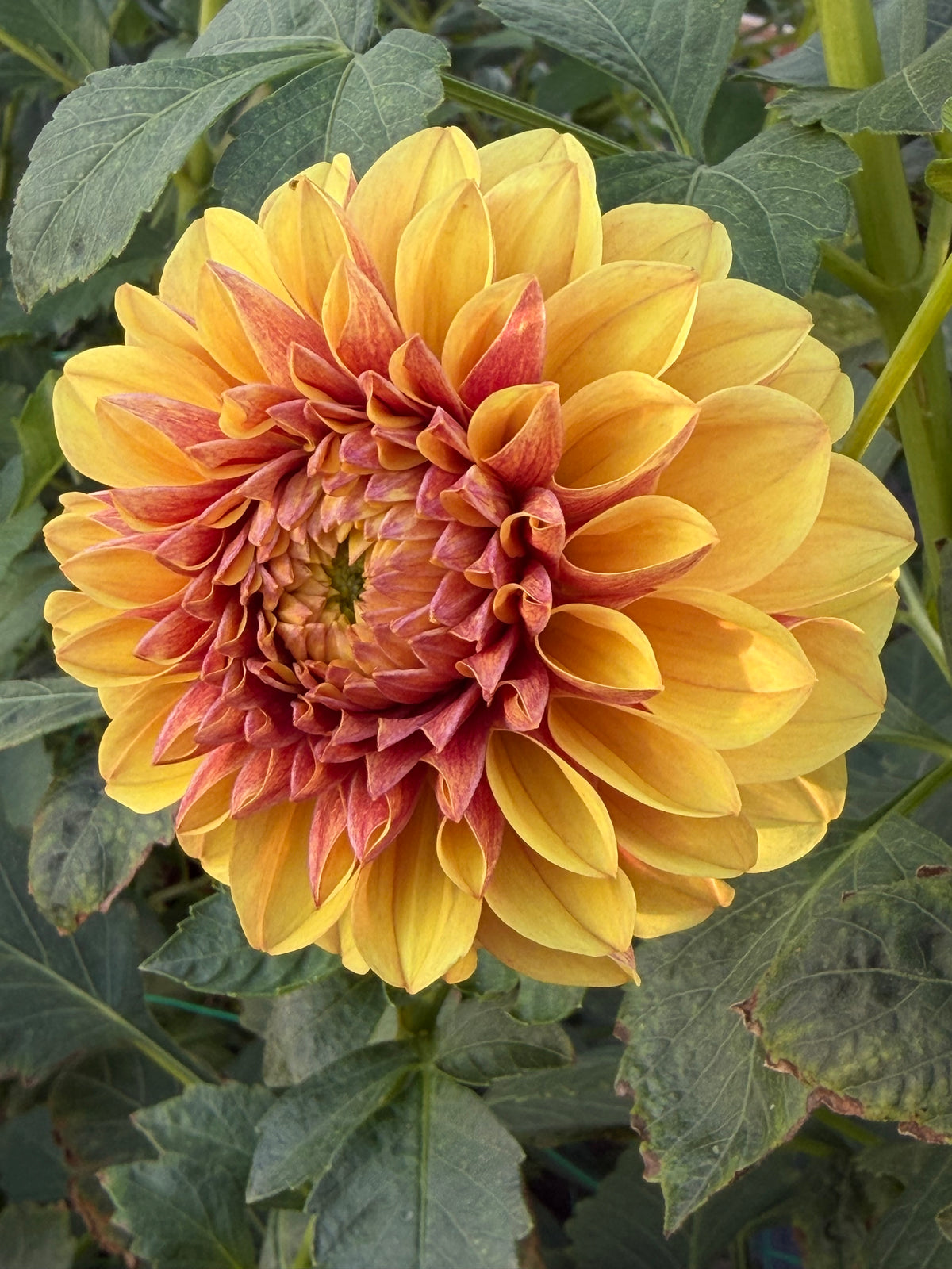 Lees Golden Raspberry