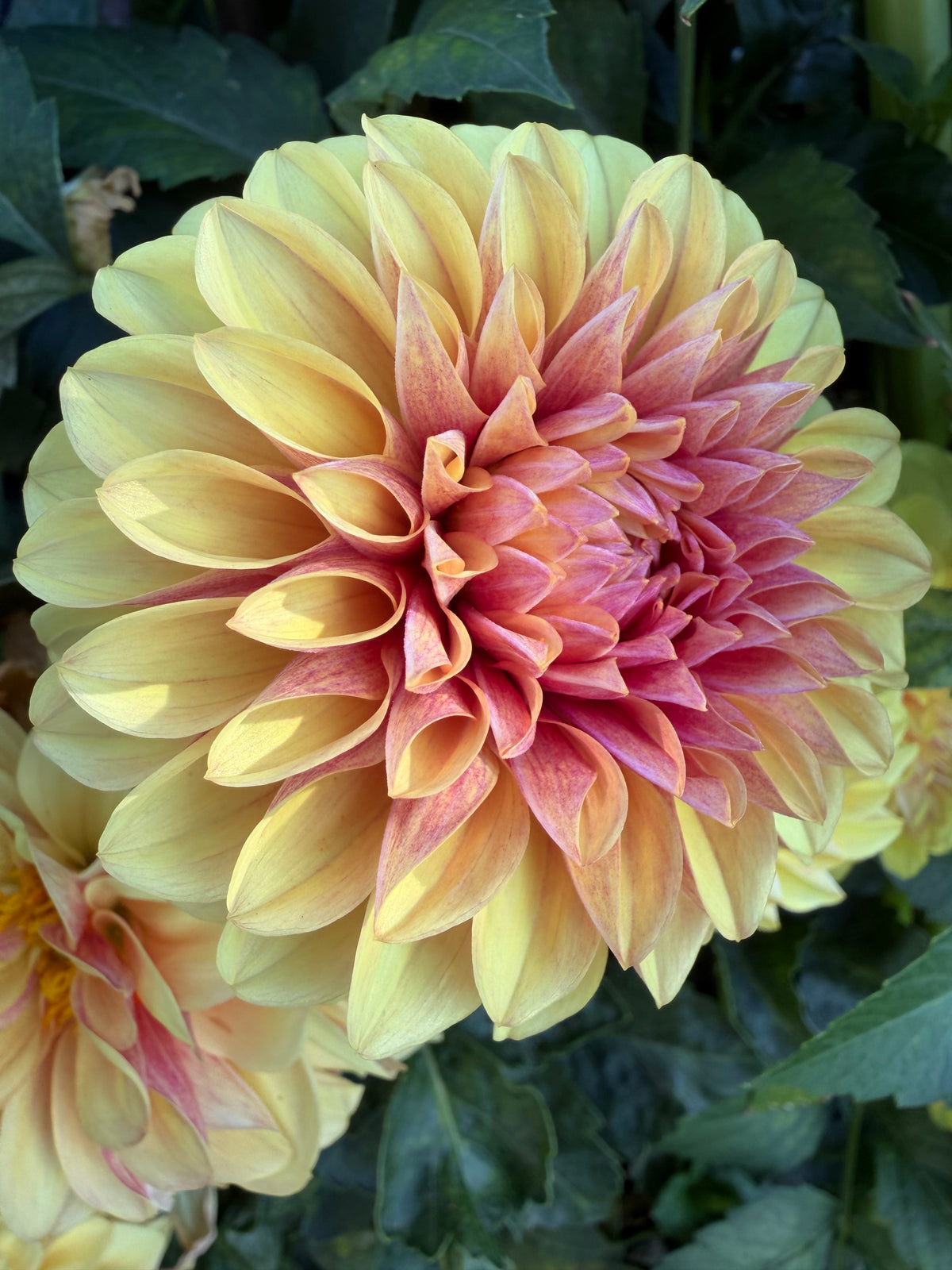 Lees Golden Raspberry