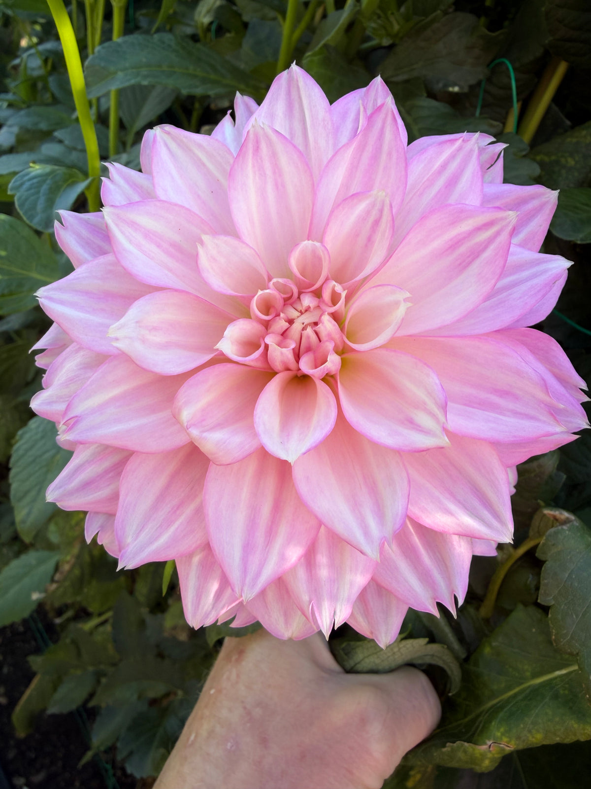 NOID Pink Lacinated Variety