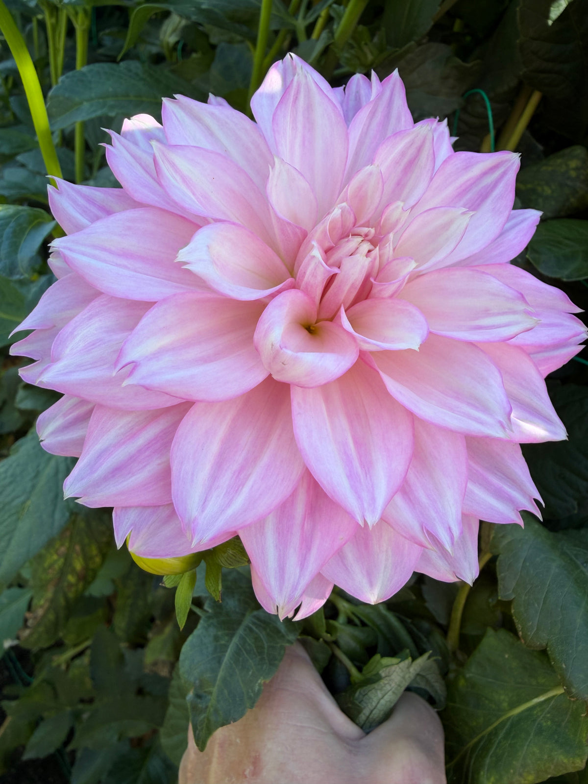 NOID Pink Lacinated Variety