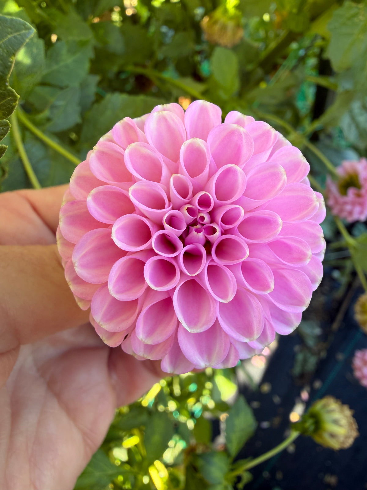 NOID Lavender Pom Pon