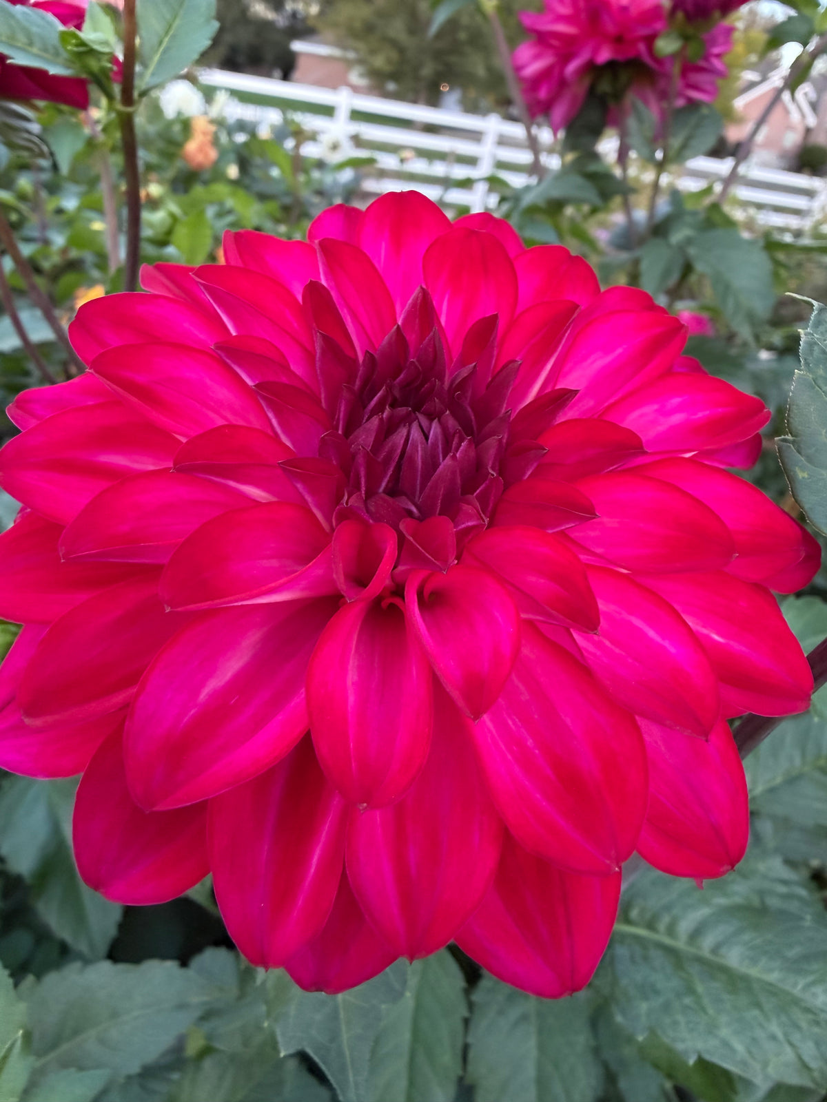 NOID Raspberry White