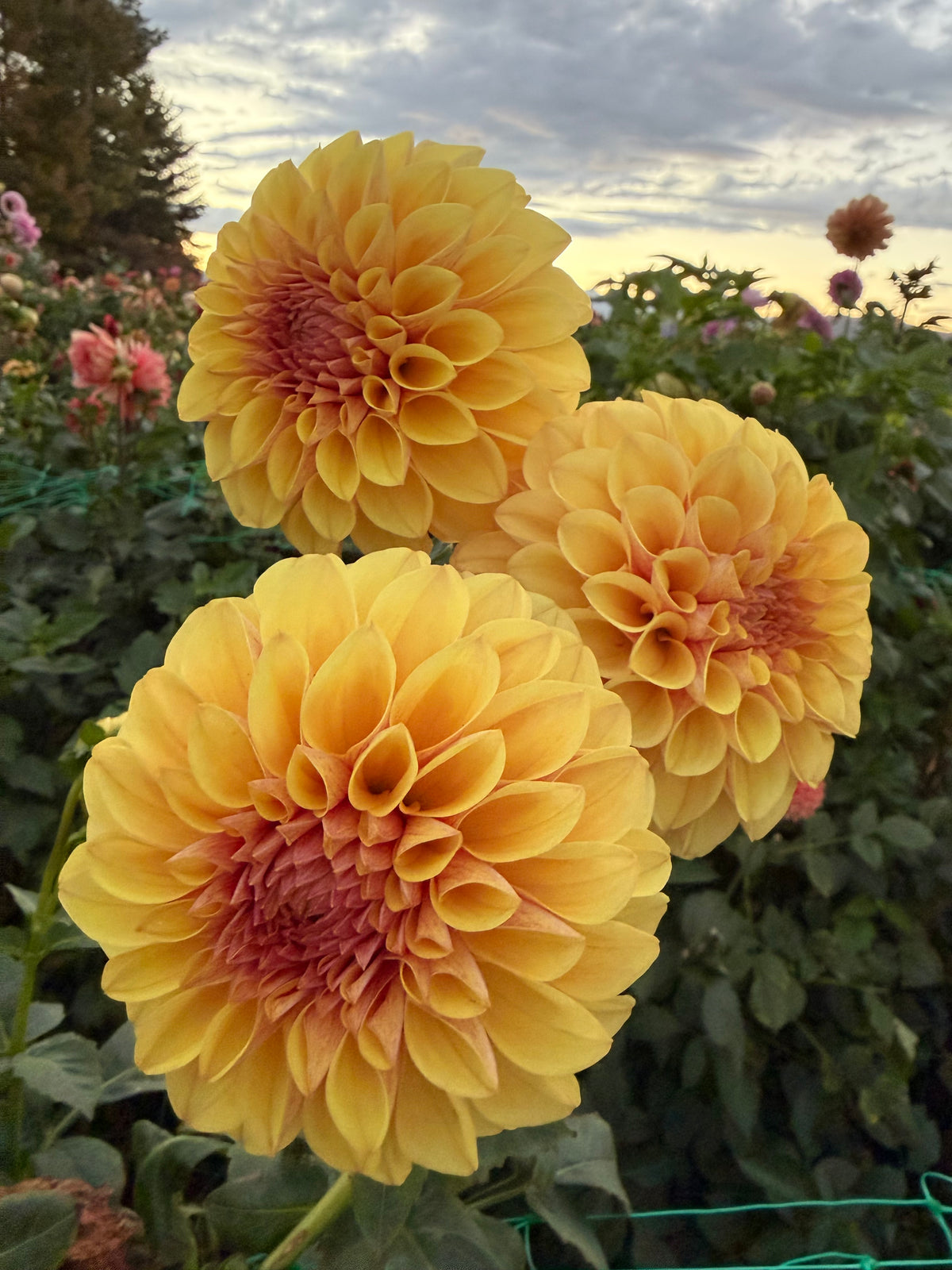 Lees Golden Raspberry