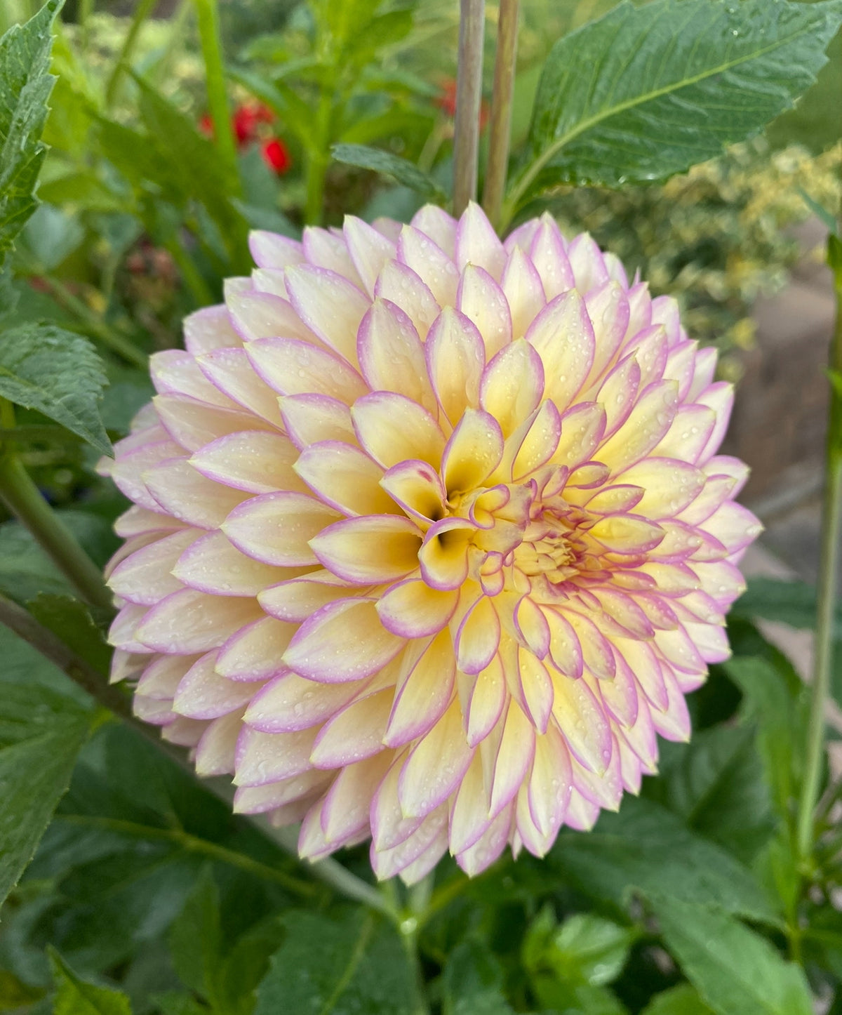 Bloomquist Blush