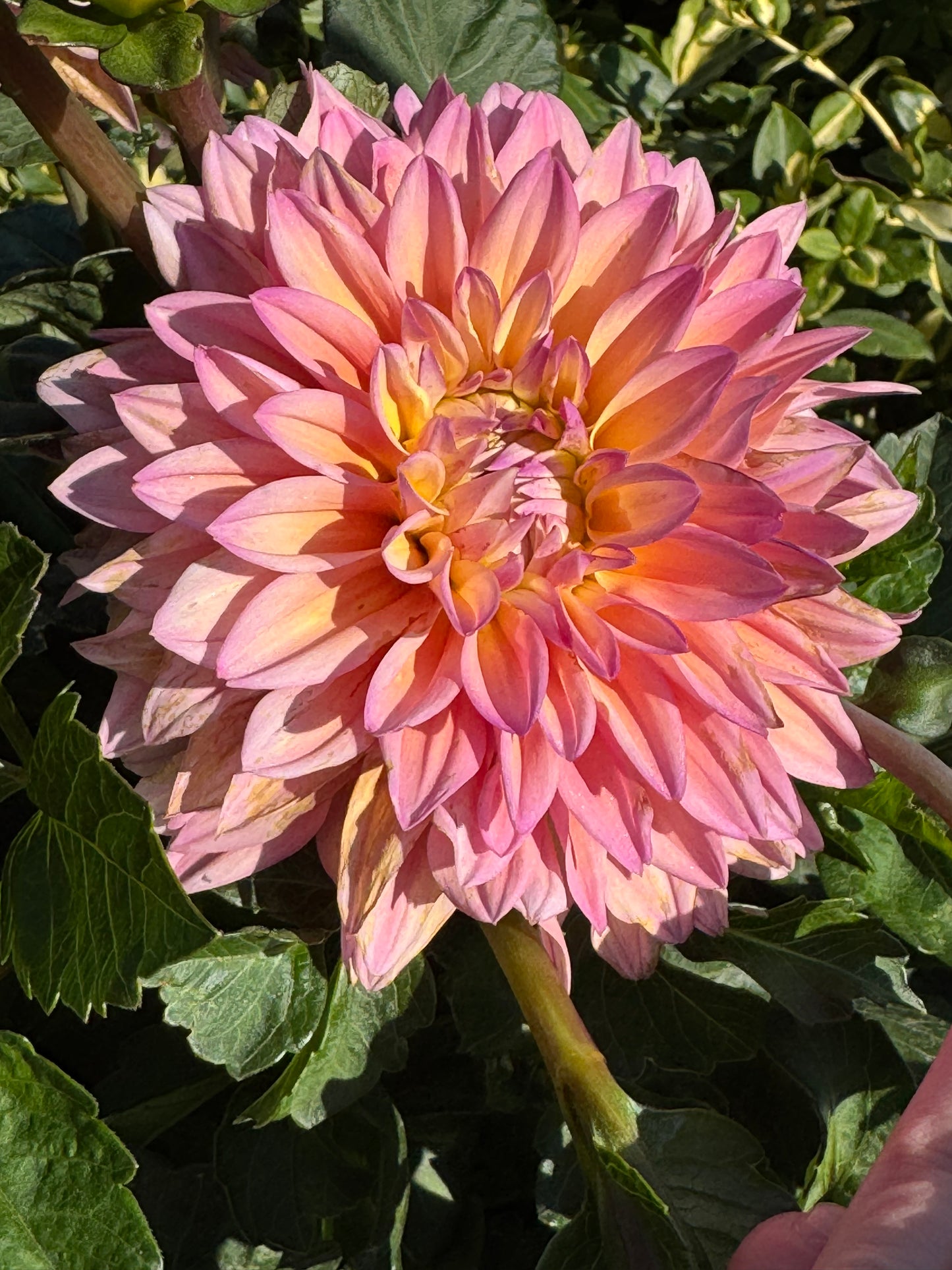 Mondriaan (Pot Tubers)