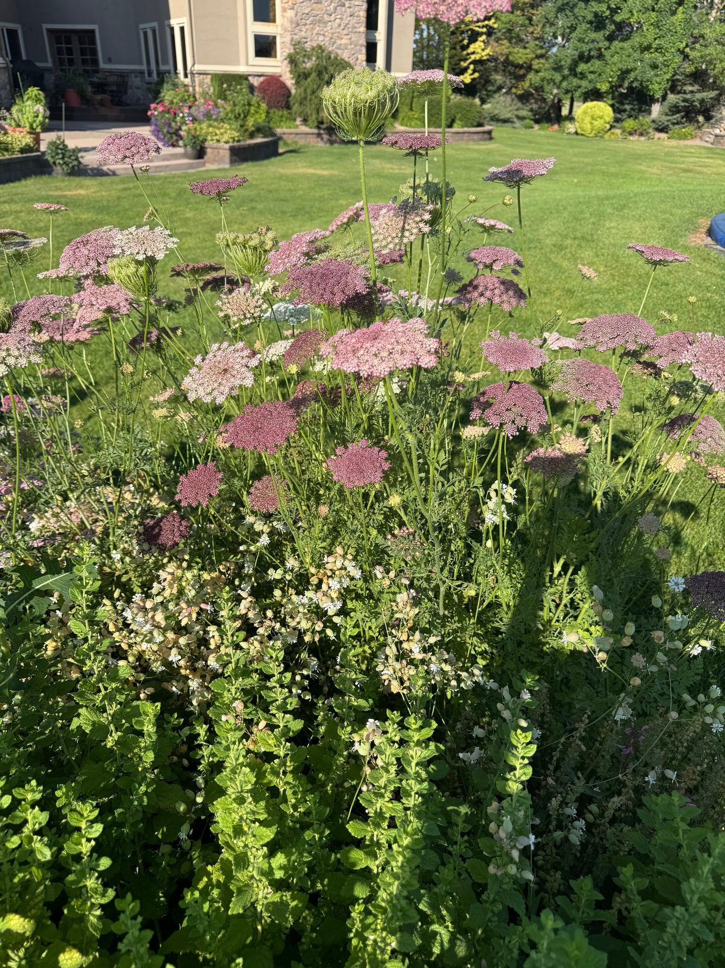 Queen Ann's Lace- Chocolate