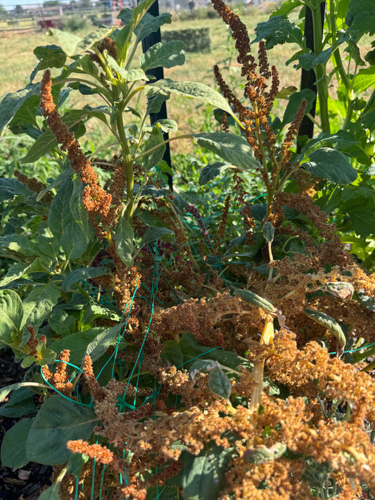 Amaranth- Hot Biscuits