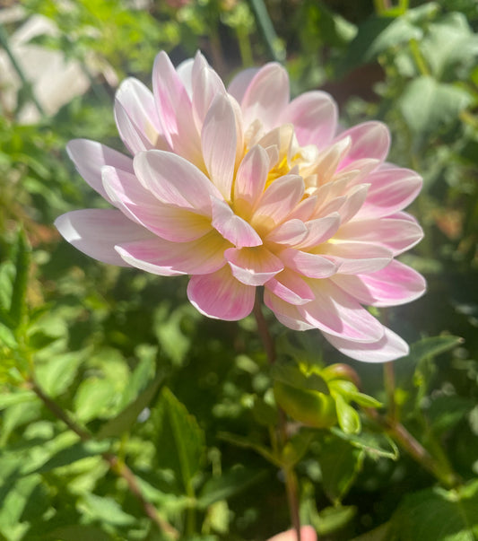 Kelgai Ann- (single tuber)