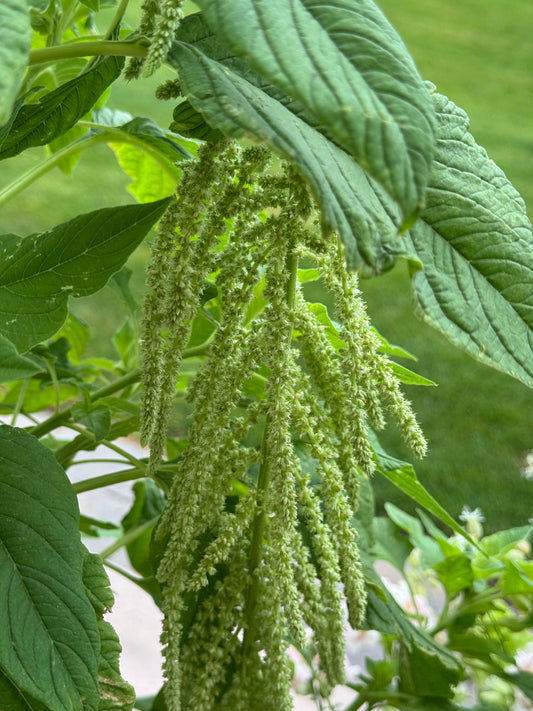 Amaranth Green Tassels Seed