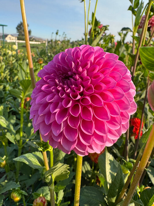 Chimacum Katie (Pot Tubers)