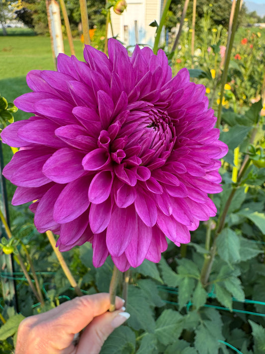 Hollhill Bill M. (Pot Tubers)