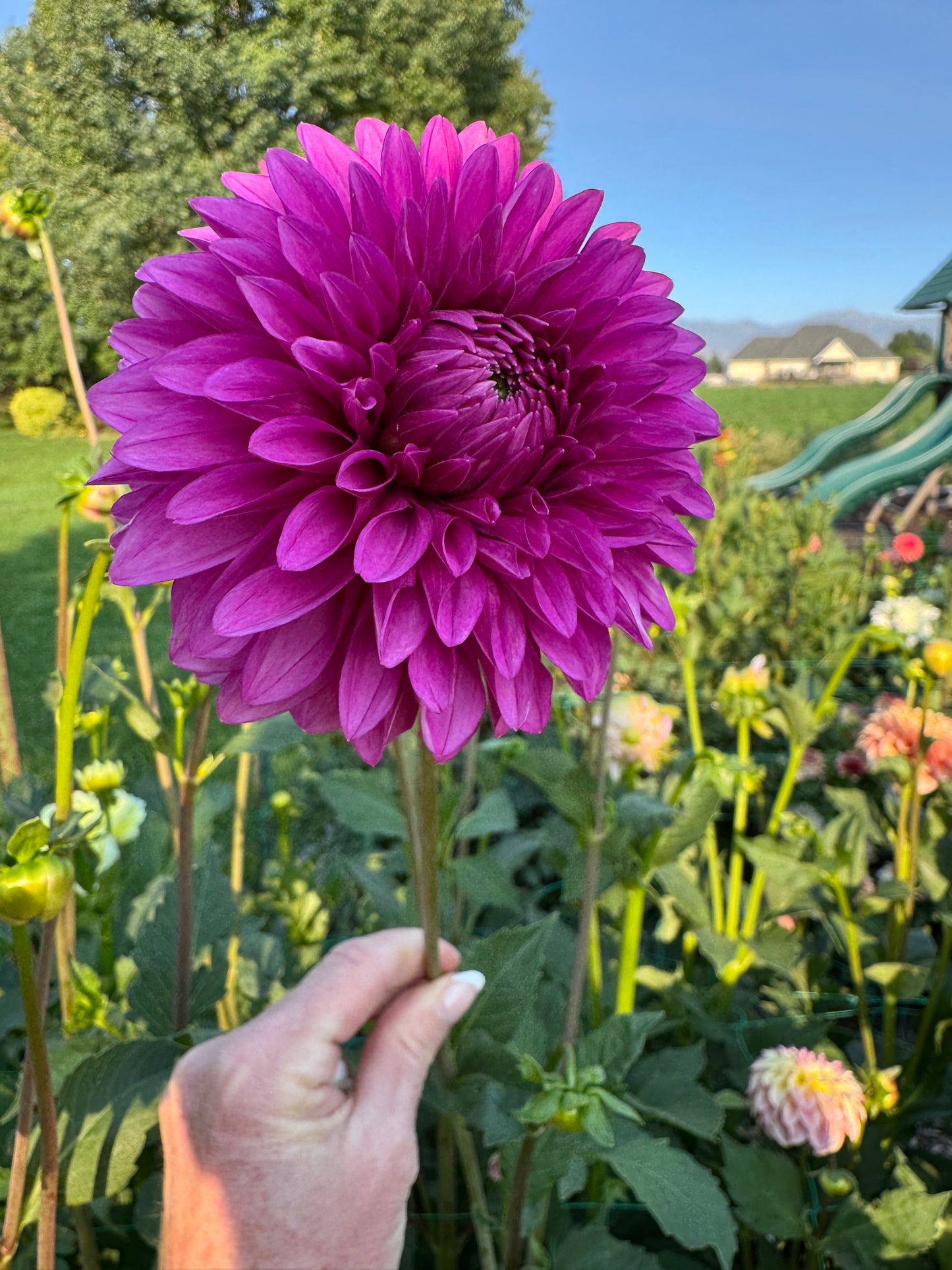 Hollhill Bill M. (Pot Tubers)