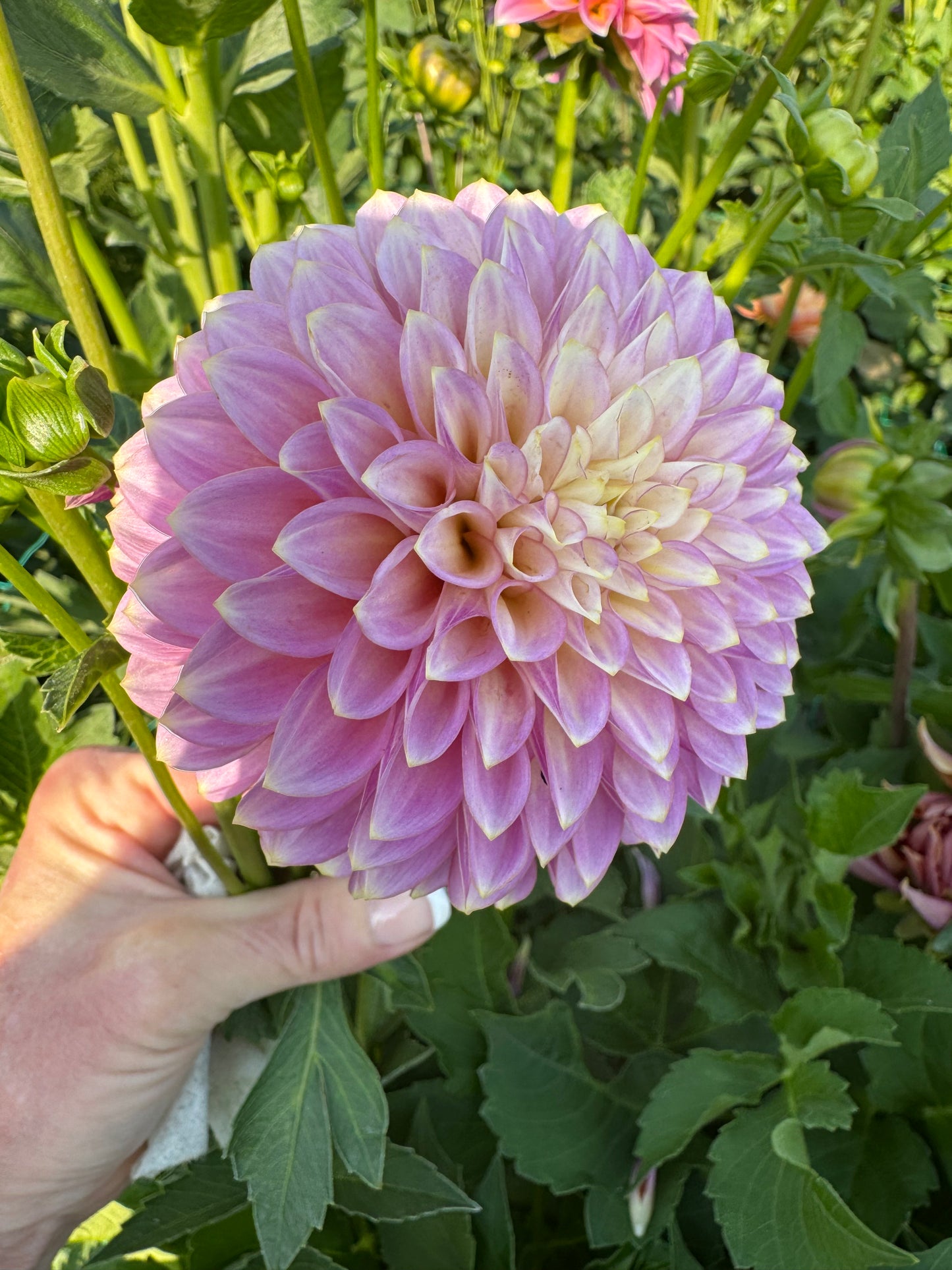 Skipley Spot of Gold (Pot Tubers)