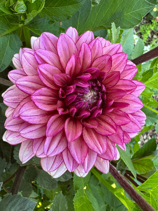 Molly Raven (Pot Tubers)