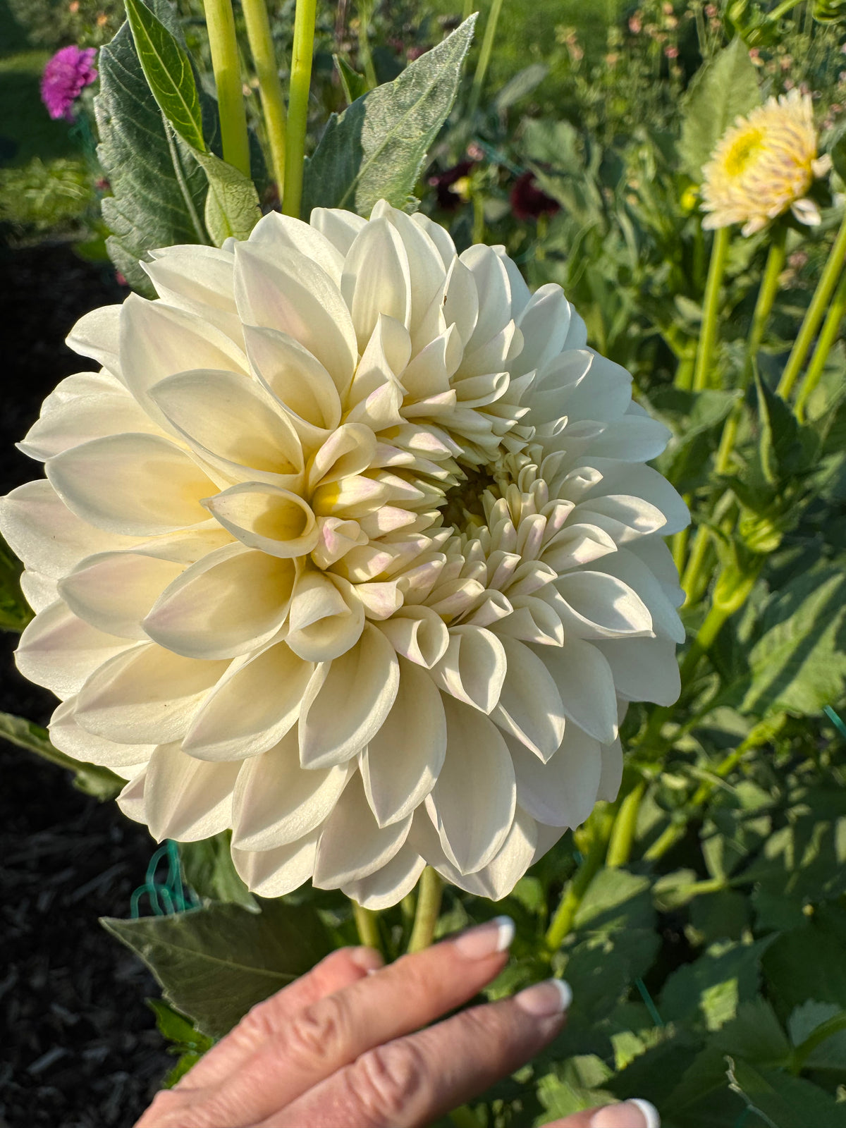 Tahoma Kelli