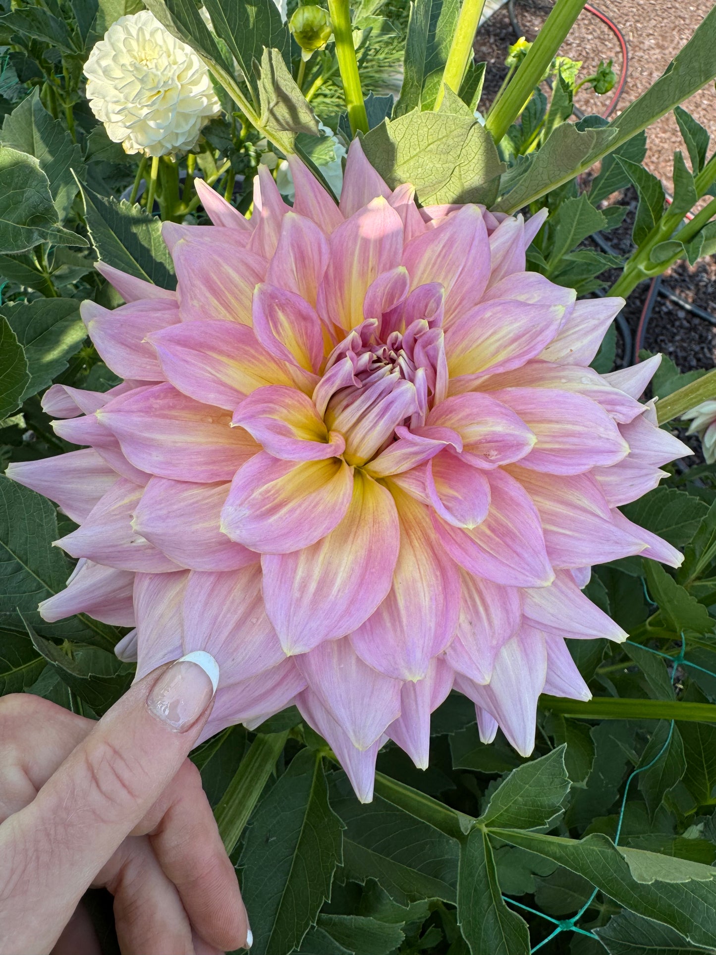 Strawberry Ice (Pot Tubers)