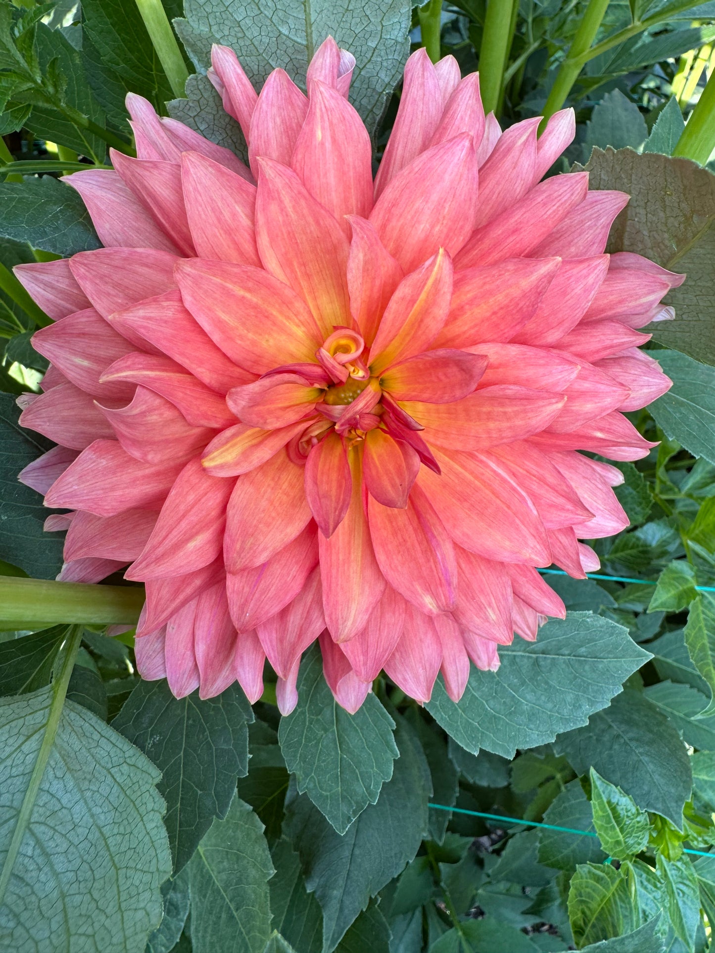 Showcase Perfection (Pot Tubers)