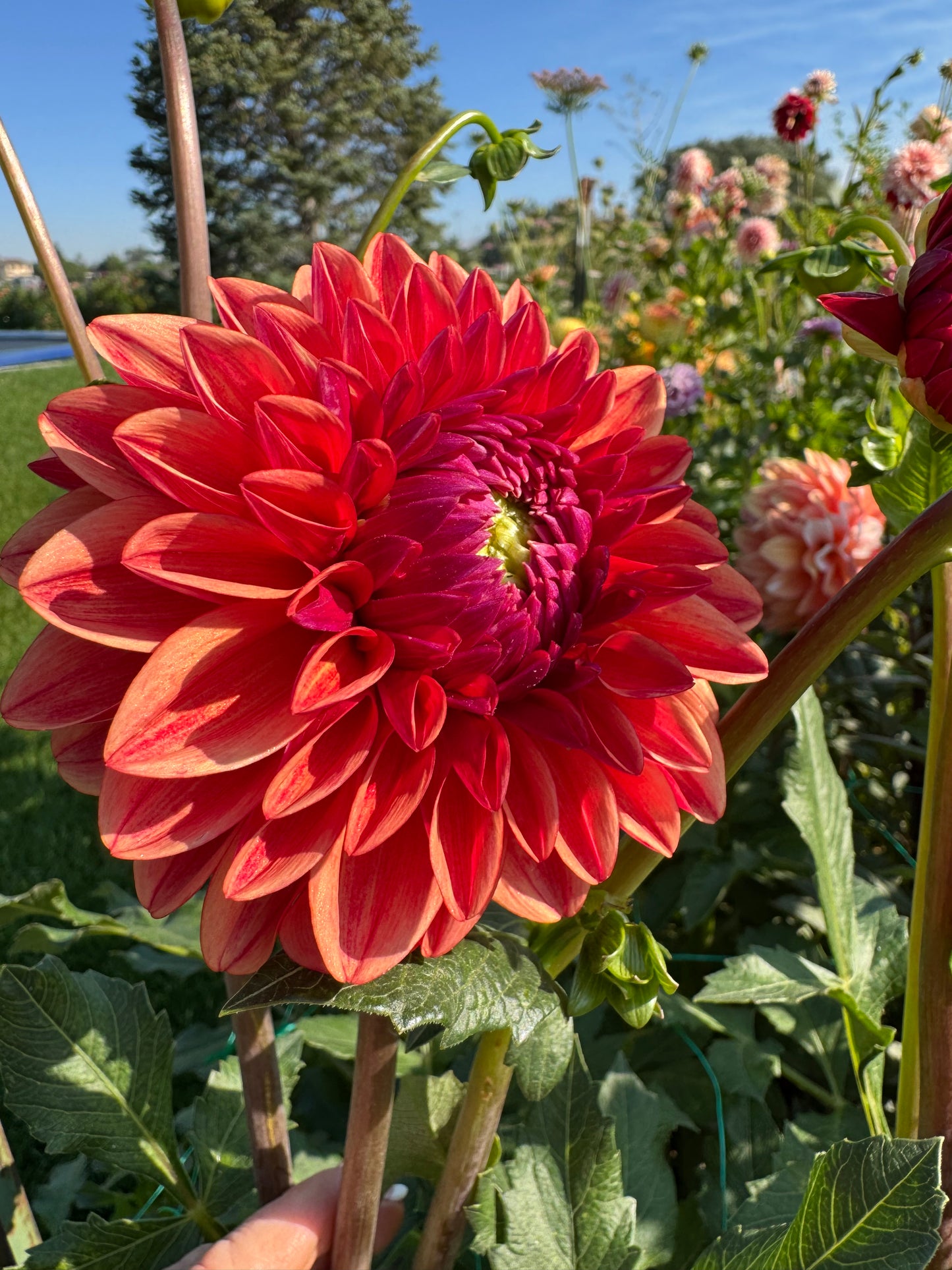 All That Jazz ( Pot Tubers)