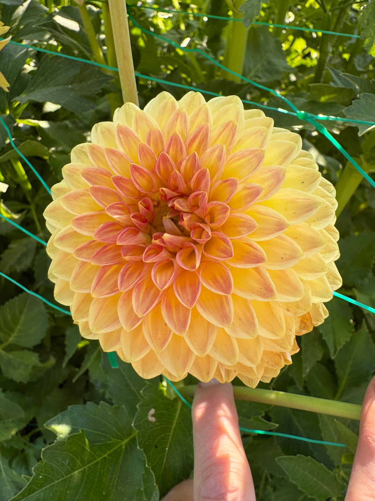 Blyton Softer Gleam (Pot Tubers)