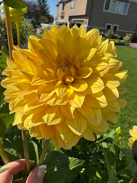 Clearview Goldilocks (Pot Tubers)