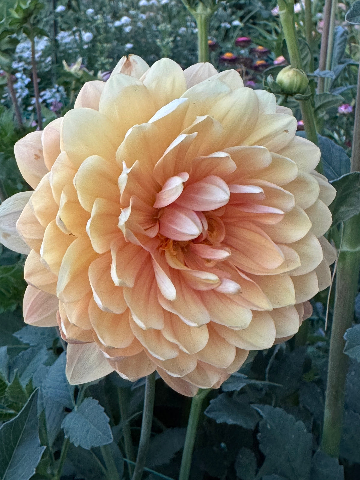 Sandia Susan