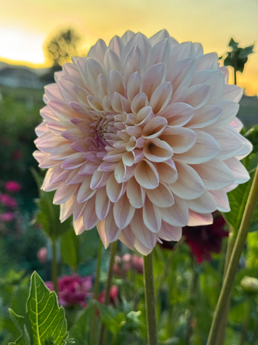 Coralie (Pot Tubers)