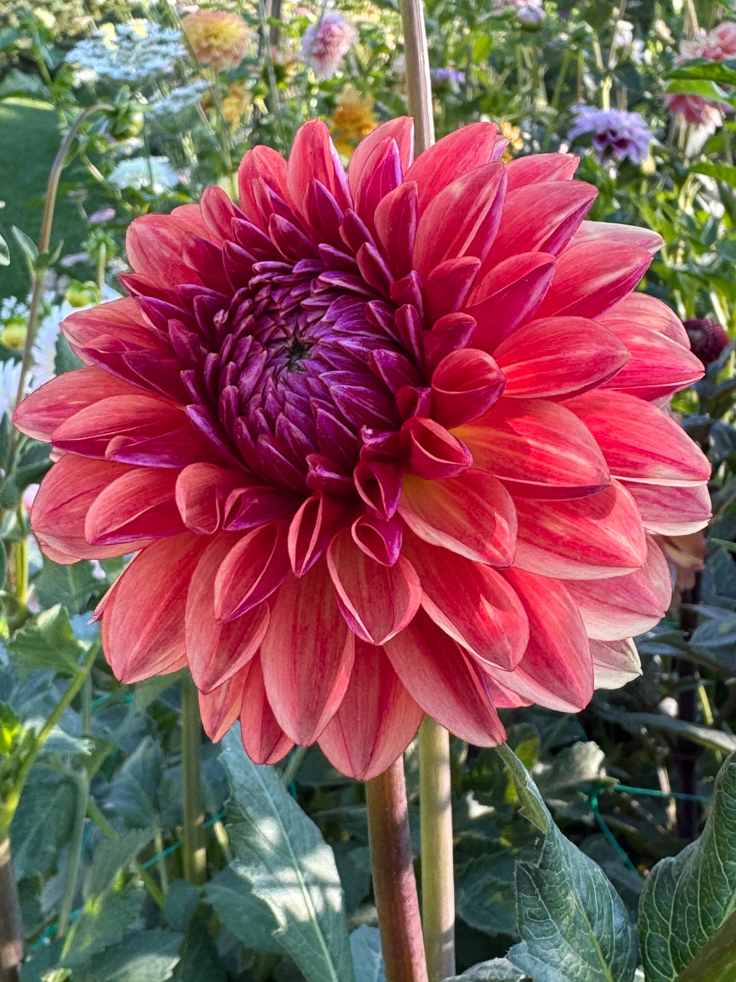 All That Jazz ( Pot Tubers)