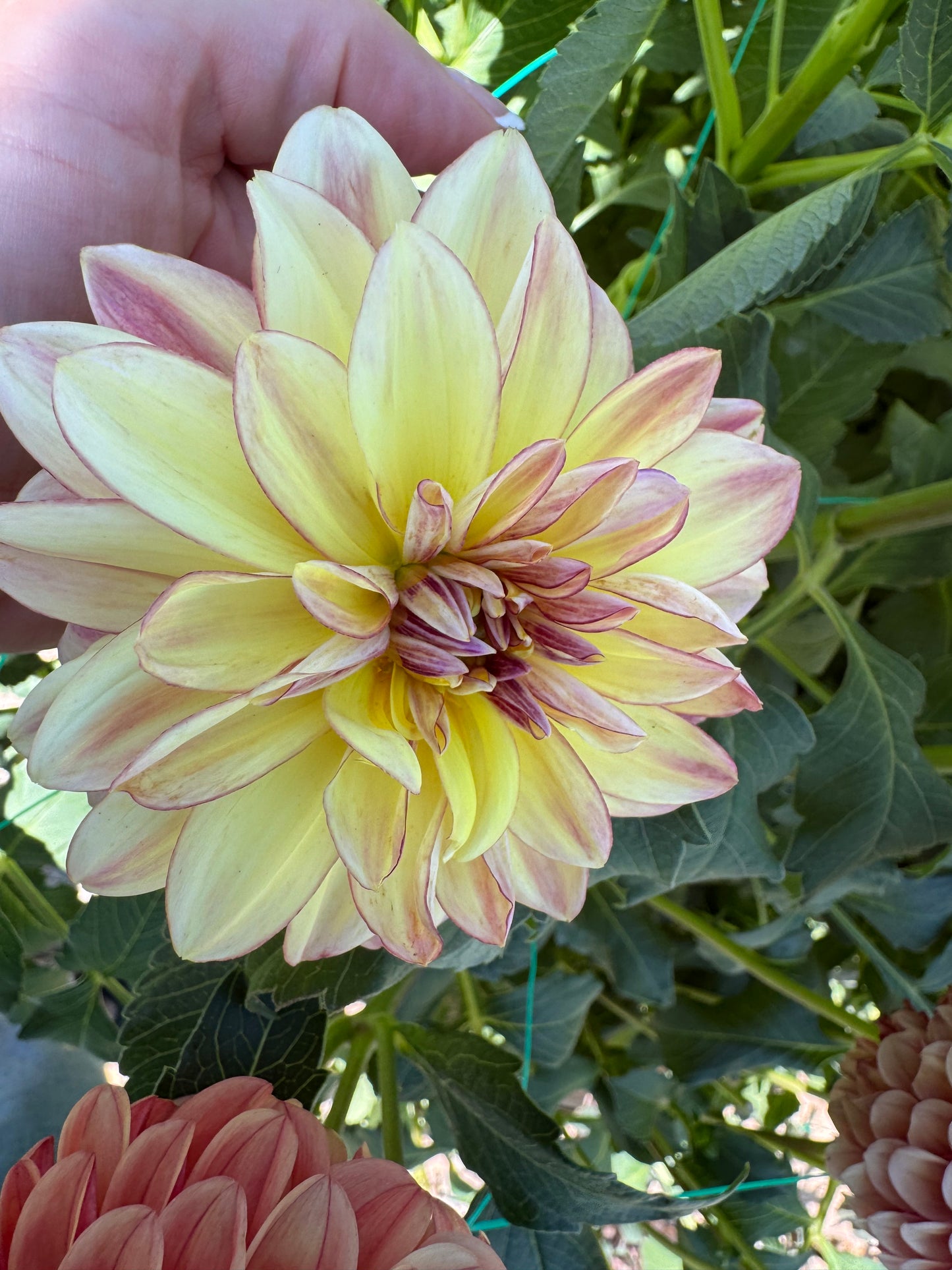 Happy Butterfly (Pot Tubers)