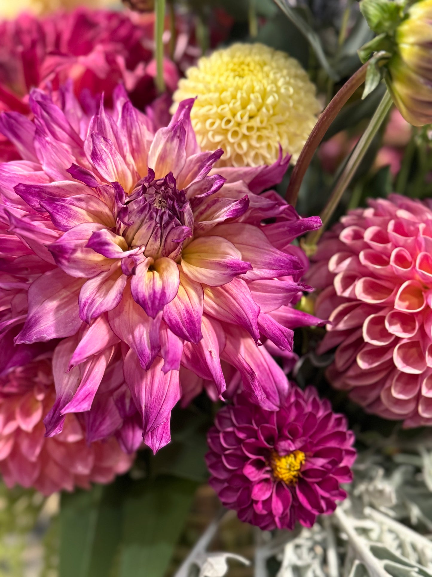 Spoiled Rotten (Pot Tubers)