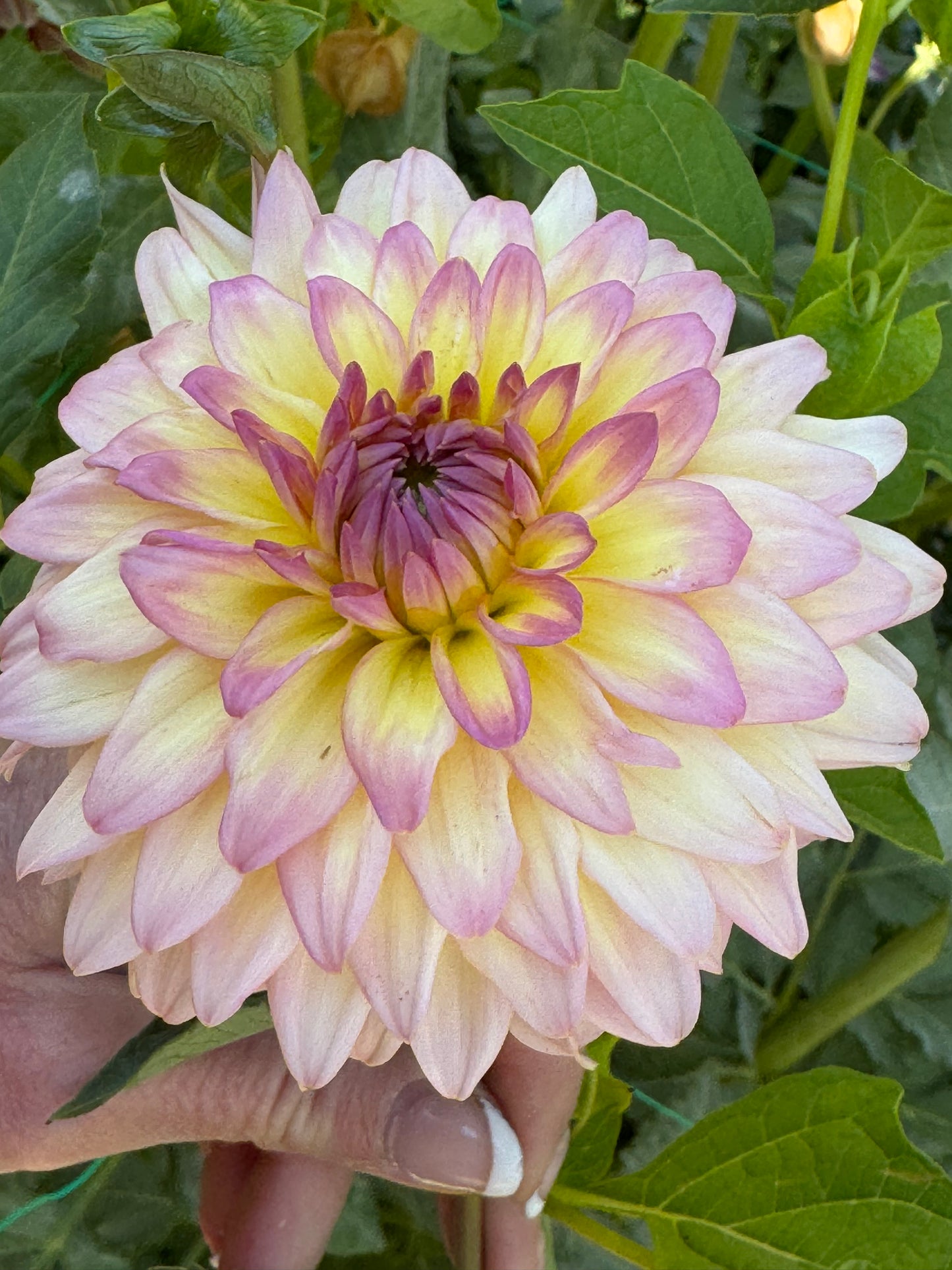 Bloomquist Parasol (Pot Tubers)