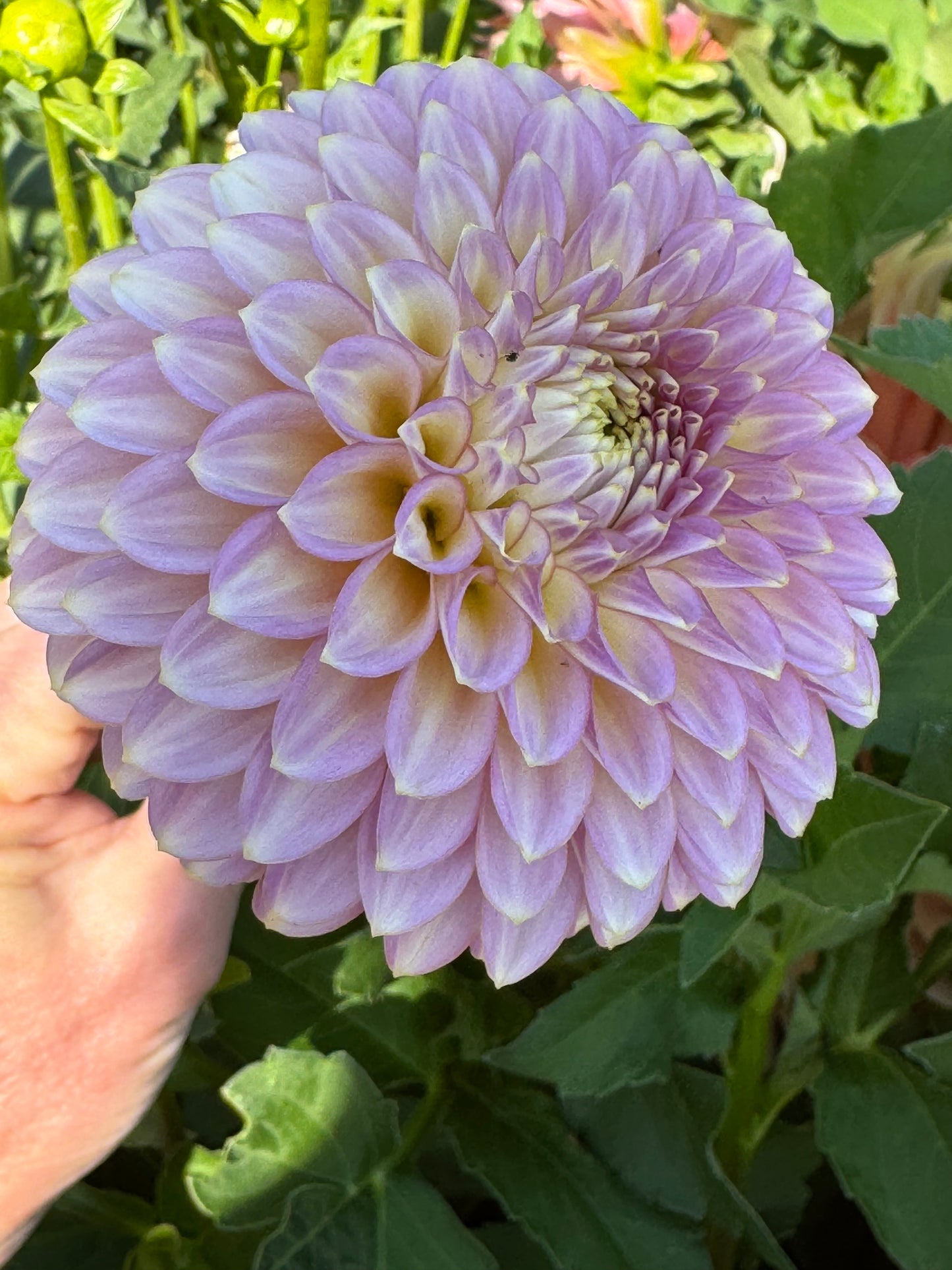 Skipley Spot of Gold (Pot Tubers)