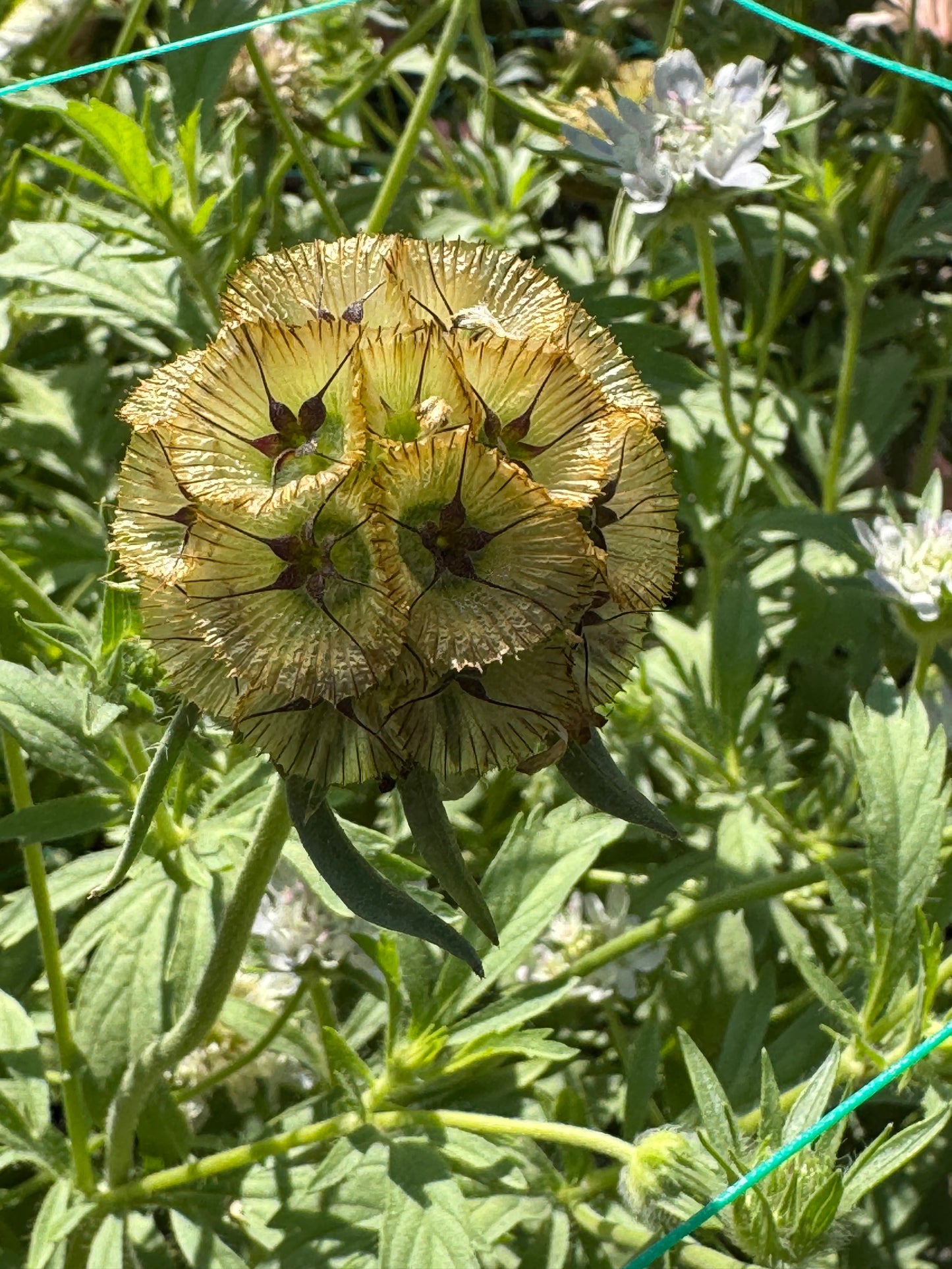 Star Flower Seed (Flower and pod)