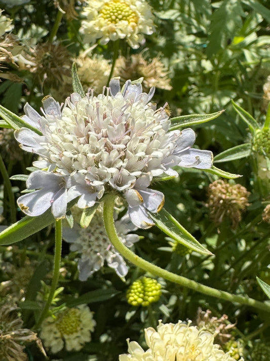 Star Flower Seed (Flower and pod)