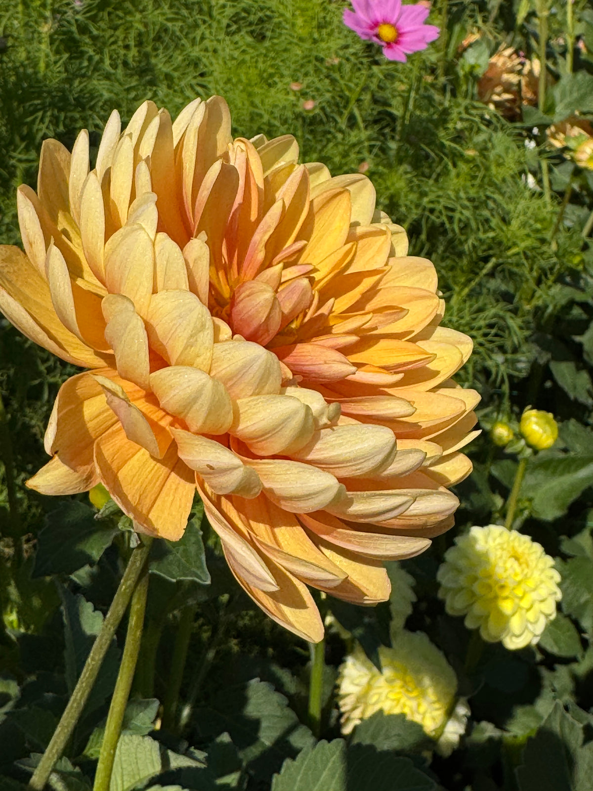 Sandia Susan
