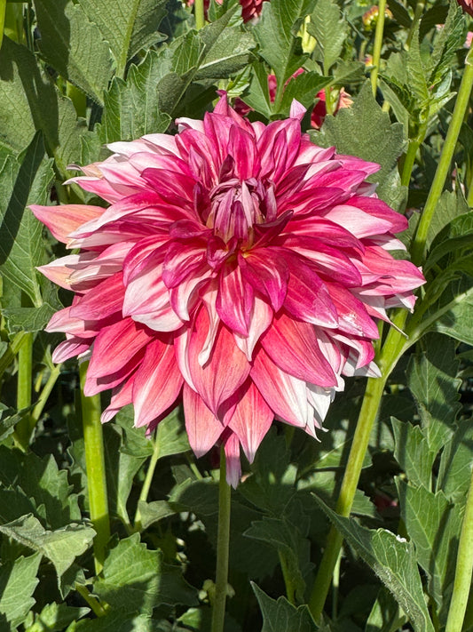 Coseytown Deville (Pot Tubers)