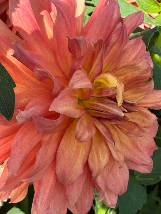 Showcase Perfection (Pot Tubers)