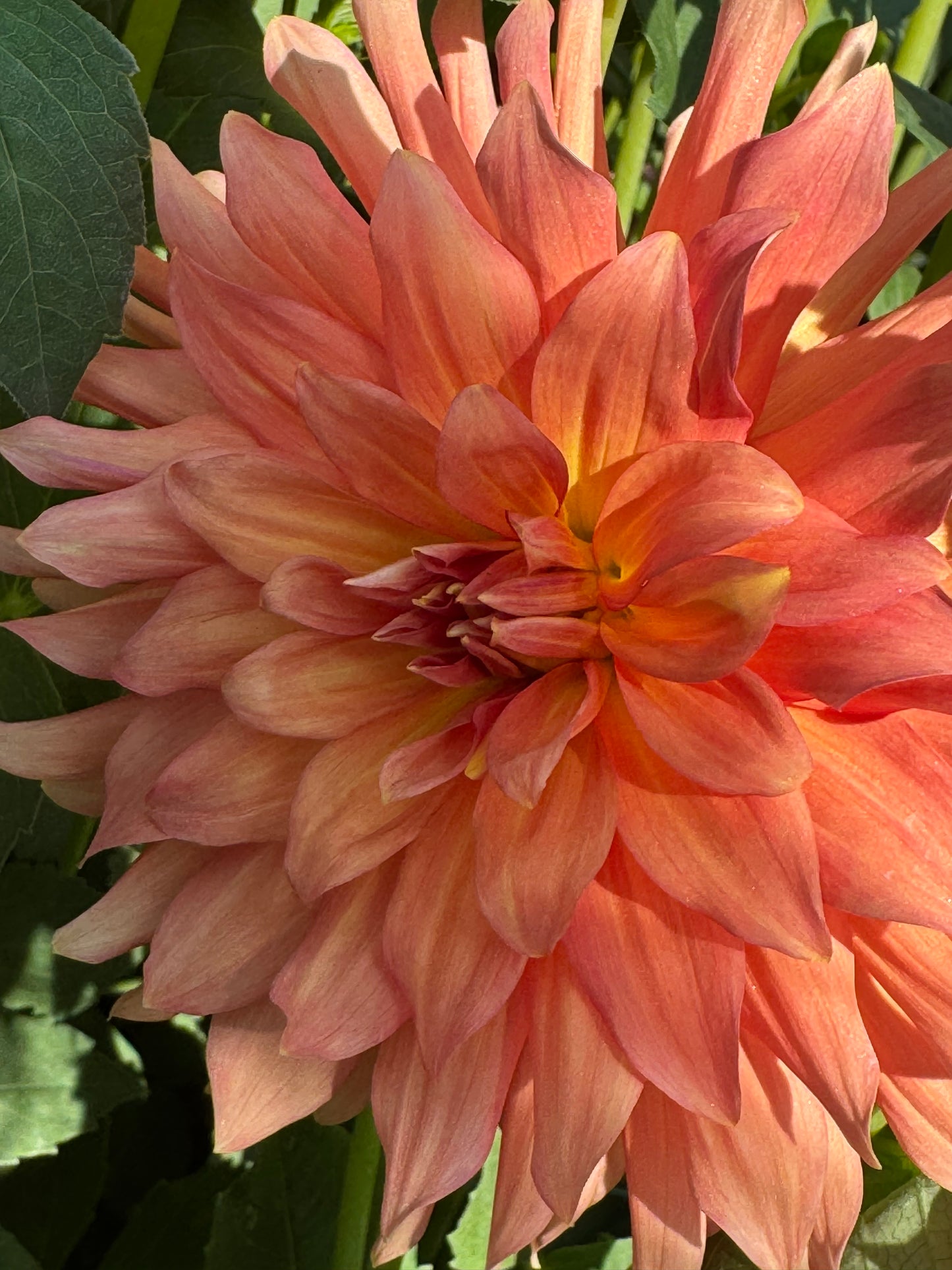 Showcase Perfection (Pot Tubers)