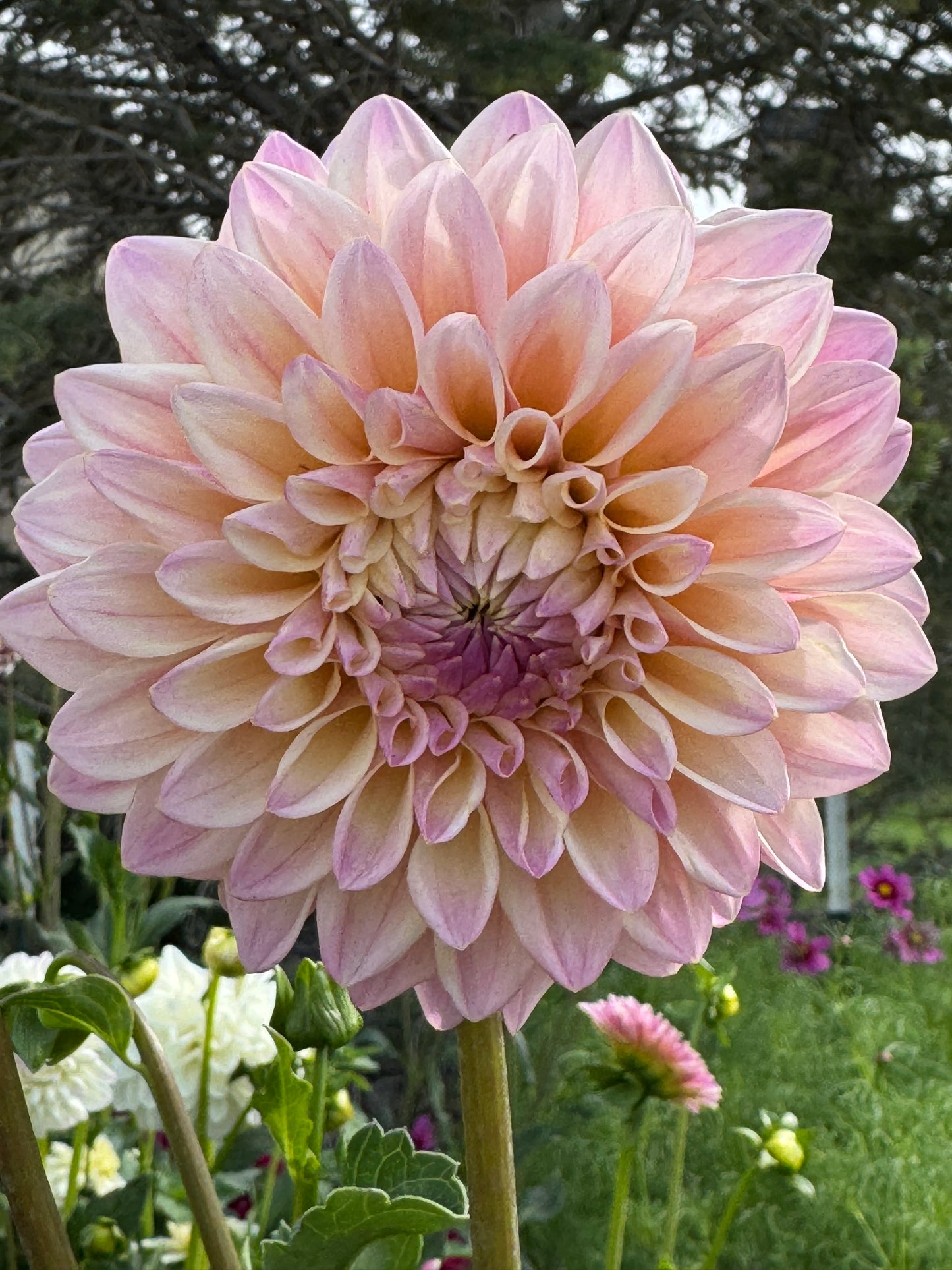 Coralie (Pot Tubers)