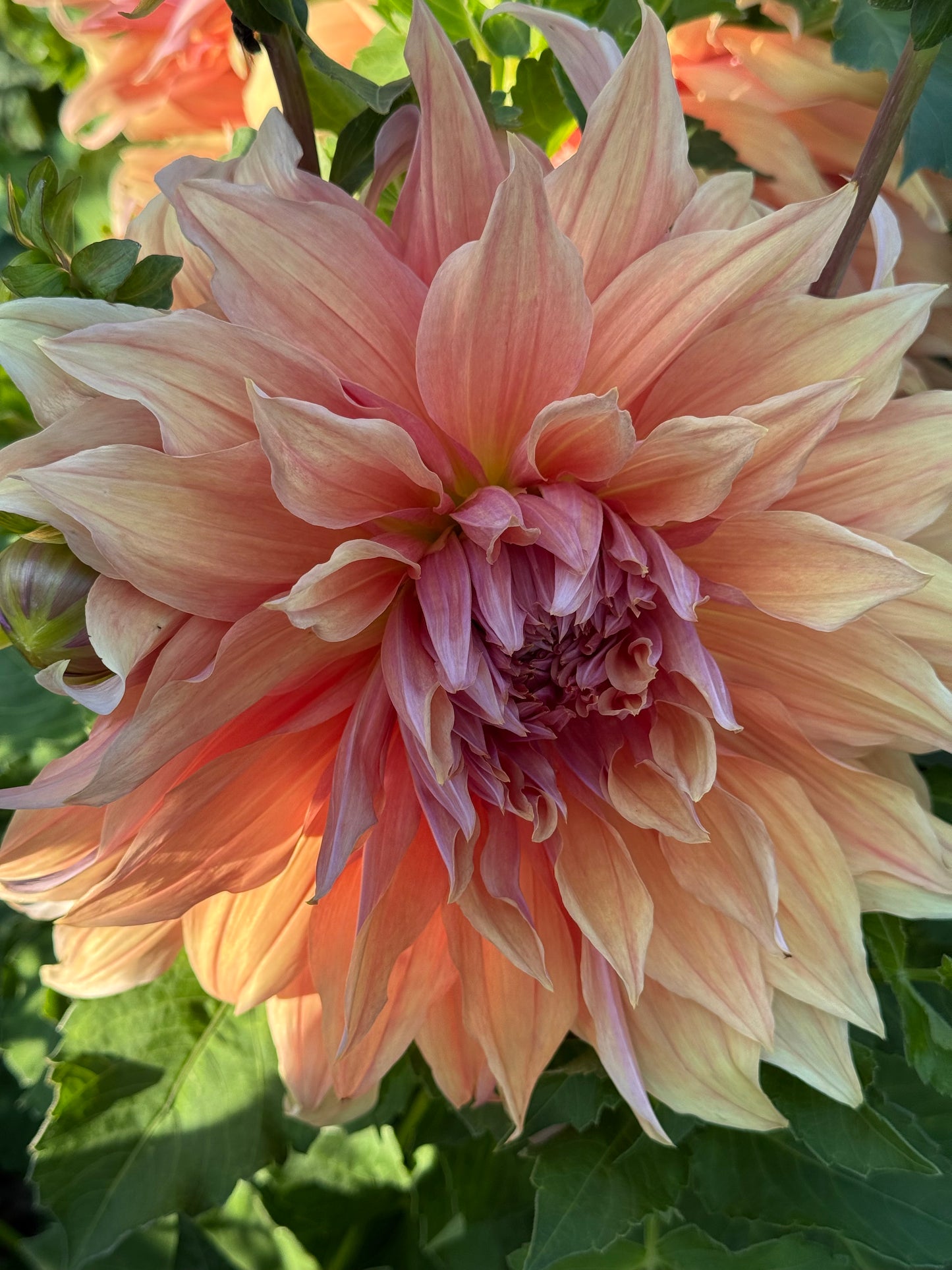 Sherwood Peach (Pot Tubers)