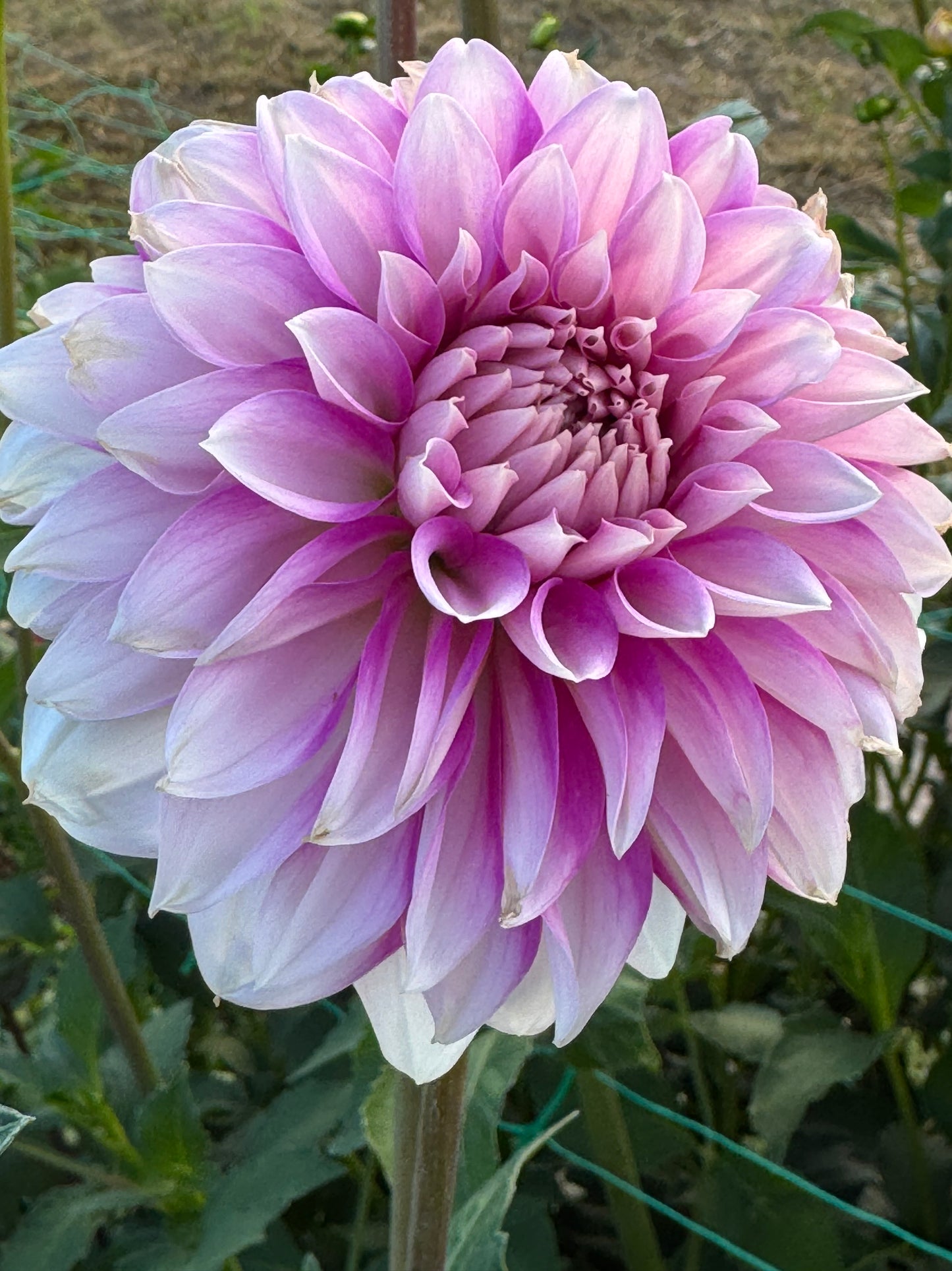 WB's Misbehavin (Pot Tubers)